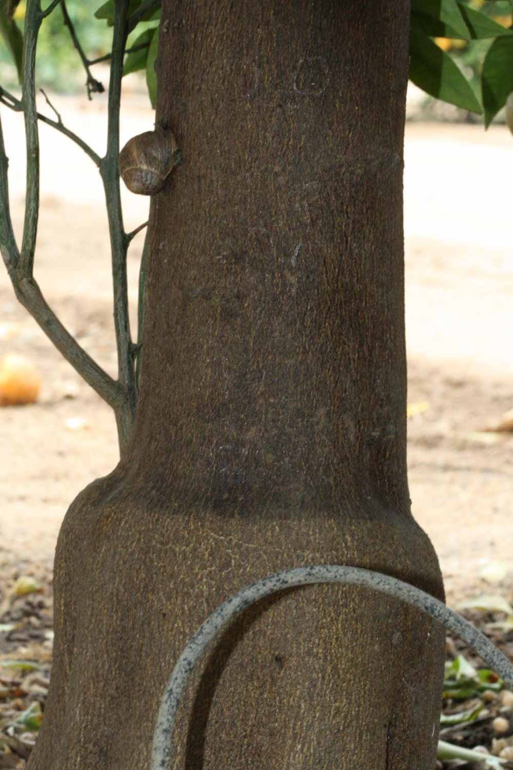              Bark (SRA 92, Riverside, CA)       